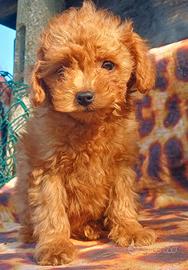 Maltipoo Mini Toy Cuccioli