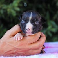 Cuccioli di Amstaff - Allevamento
