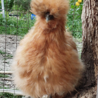 Gallina moroseta
