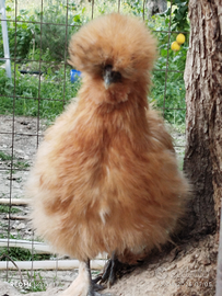 Gallina moroseta