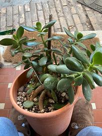pianta grassa Crassula ovata
