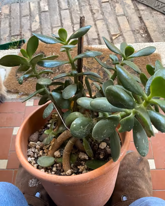 pianta grassa Crassula ovata