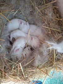 Coniglietti nani incrocio testa di leone