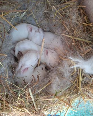 Coniglietti nani incrocio testa di leone