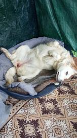 Pioggia aspetta te ?