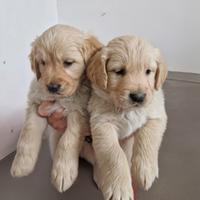 Cuccioli di golden retriever