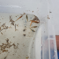 Pesci da acquario laghetto pond