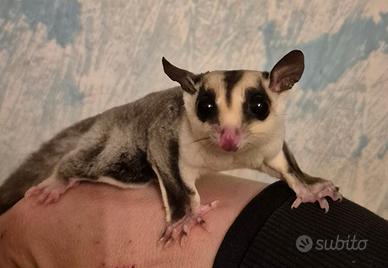 Petauro dello zucchero