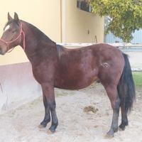 Criollo puro