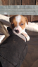 jack-russel-terrier