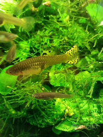 5 femmine XXL Endler Mix