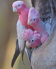 Pappagalli Cacatua Rosicapillas - e Lutino