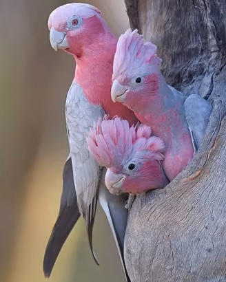 Pappagalli Cacatua Rosicapillas - e Lutino