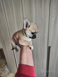 Cucciola di chihuahua