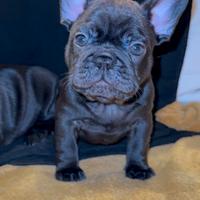 Cucciolo di Bulldog Francese
