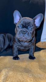 Cucciolo di Bulldog Francese
