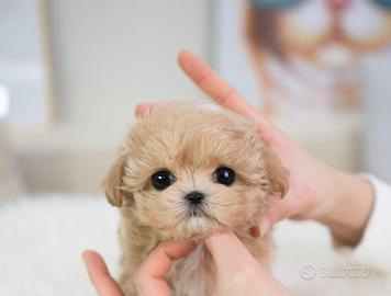 Maltipoo toy