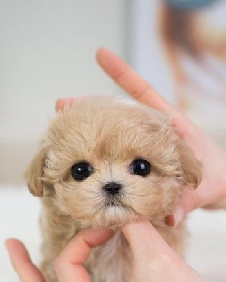 Maltipoo toy