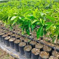 piante di clementino isa