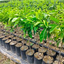 piante di clementino isa