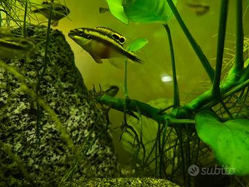 Pesci pelvicachromis pulcher