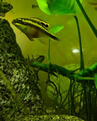 Pesci pelvicachromis pulcher