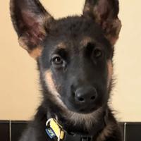 Cuccioli di Pastore tedesco