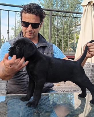Cuccioli cane corso lonato del garda brescia
