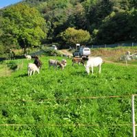 Asini di tutte le razze e prezzo