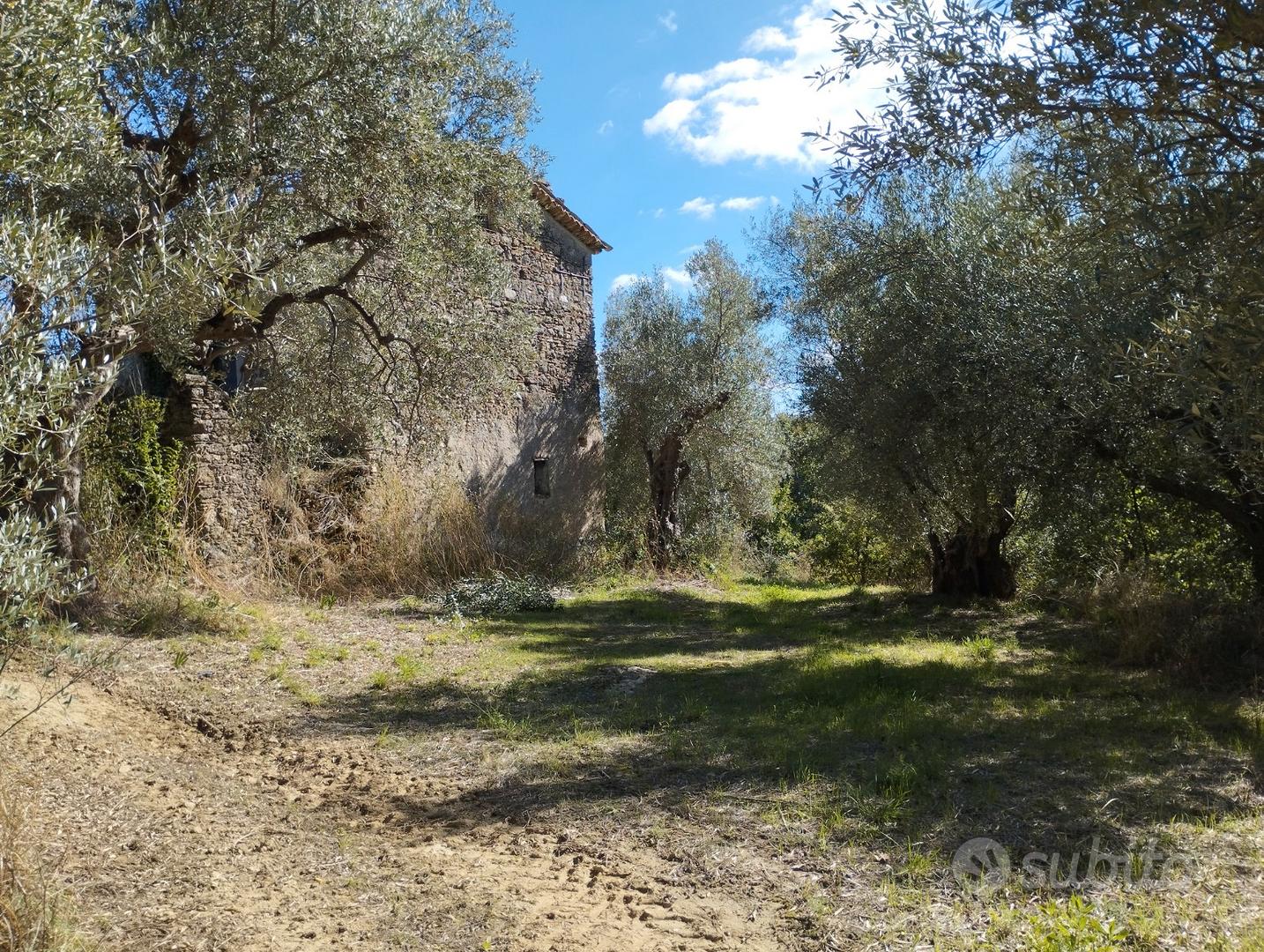 Terreno con uliveto e fabbricato rurale - Vista 2