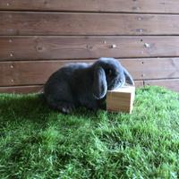 Conigli nani ariete x minilop BLU di Vienna