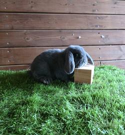 Conigli nani ariete x minilop BLU di Vienna