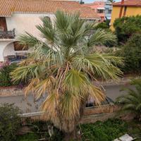  Washingtonia filifera(palma della Californi