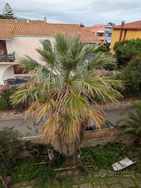  Washingtonia filifera(palma della Californi