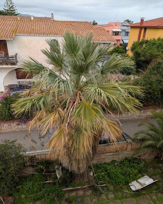 Washingtonia filifera(palma della Californi
