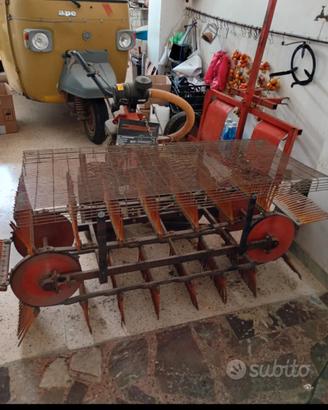 scopatrice e cernitrice olive 