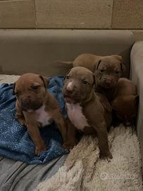 Pitbull