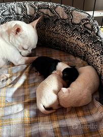 Cuccioli di chihuahua