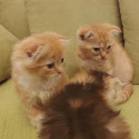 Gattini Scottish Fold e Straight
