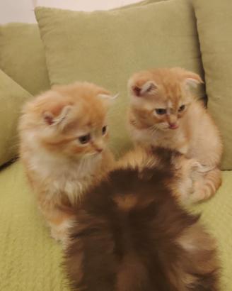 Gattini Scottish Fold e Straight
