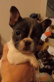 Bulldog francese lillac White
