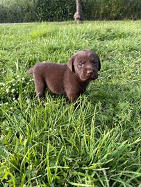 Cuccioli Labrador Retriver