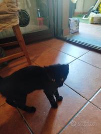 Gattino nero
