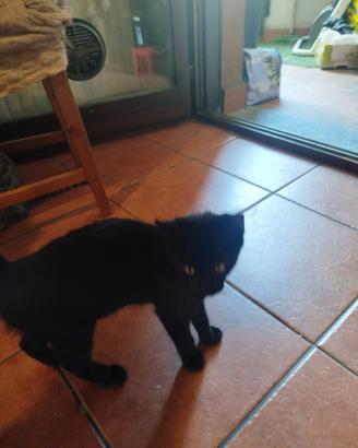Gattino nero