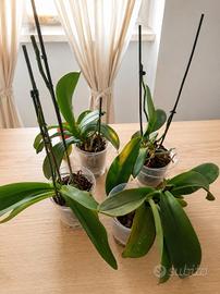 4 Orchidee Phalaenopsis in vaso antiristagno