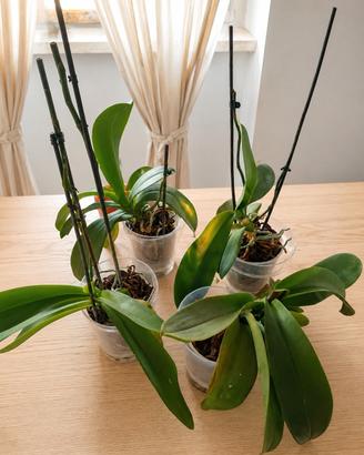 4 Orchidee Phalaenopsis in vaso antiristagno