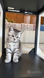 Scottish Straight , colore Black Silver Tabby