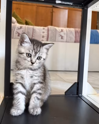 Scottish Straight , colore Black Silver Tabby
