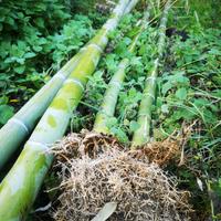 Radici per Trapianto Bambù Gigante Giapponese