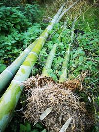 Radici per Trapianto Bambù Gigante Giapponese